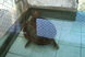Armlose Schildkröte