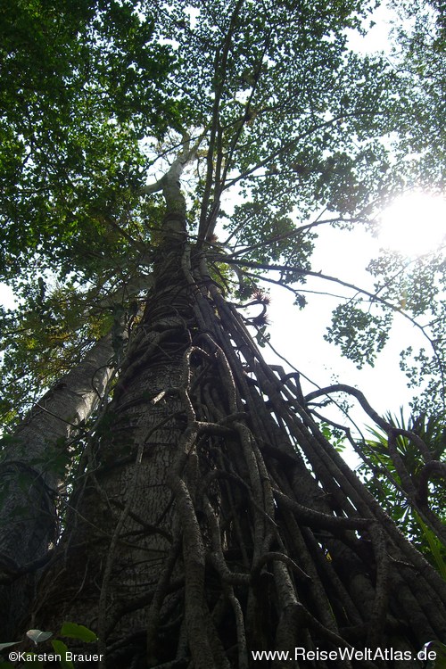 Baum und Schmarotzer