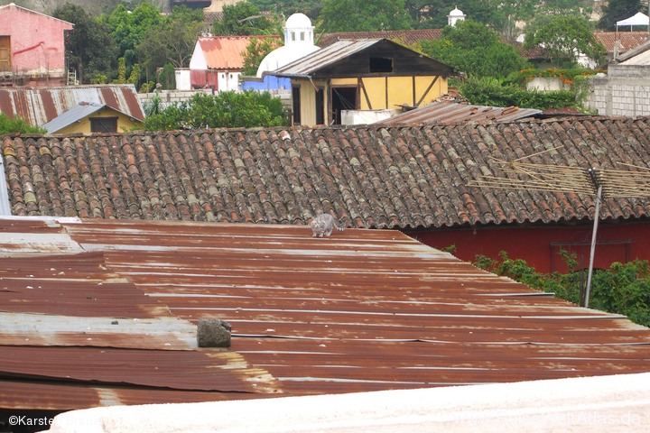 Cat on the Roof