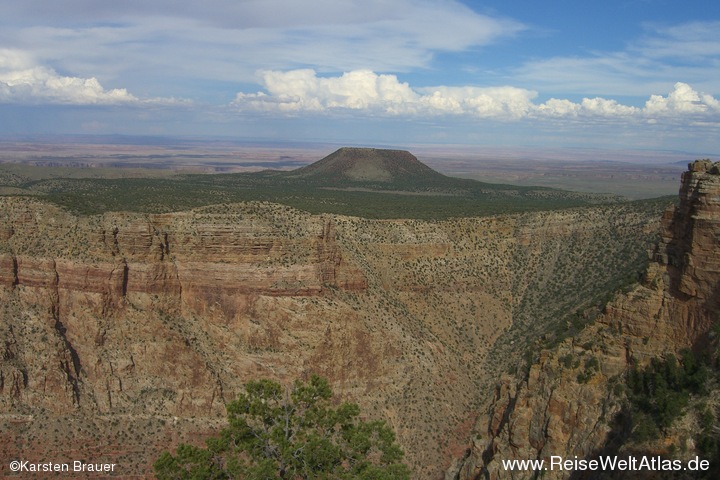 Green Desert