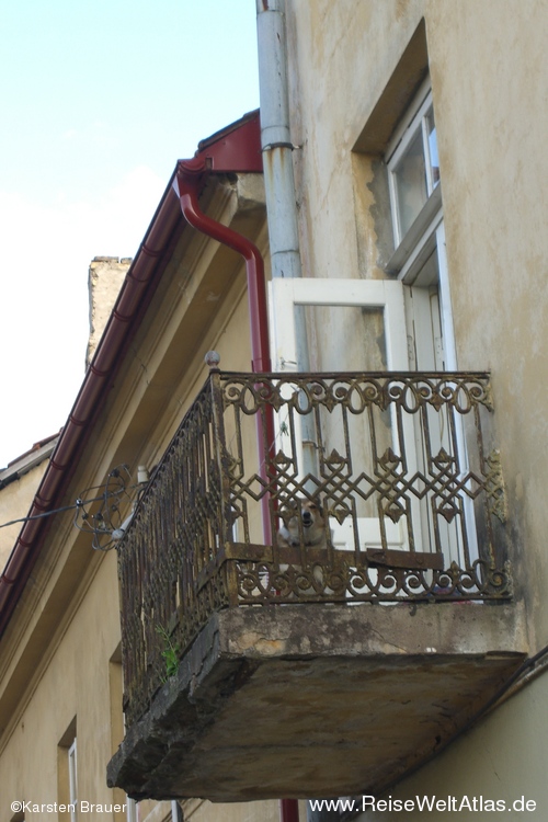 Hund auf dem Balkon