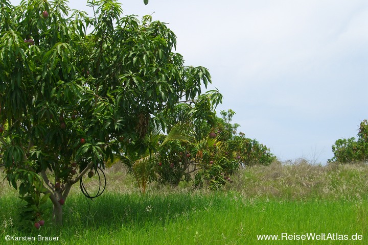 Mangobäume