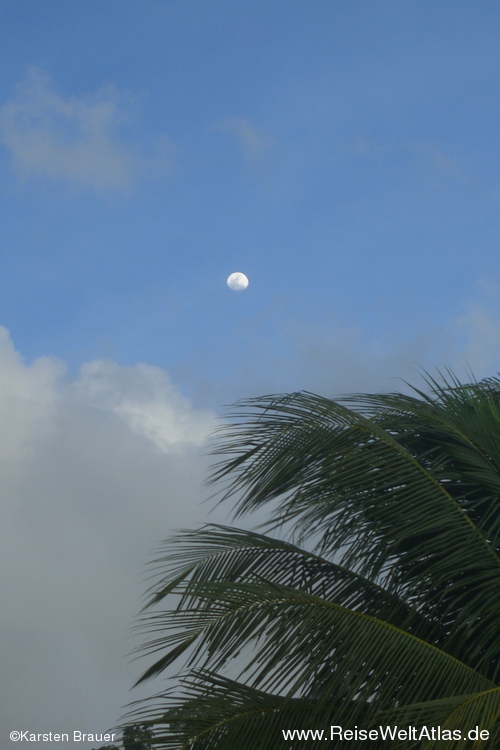Palme im Mondlicht
