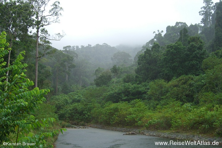 Regen im Regenwald