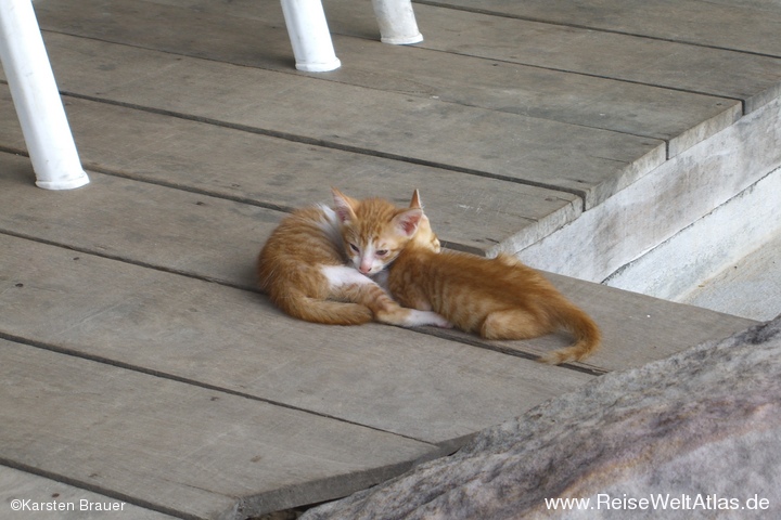 Schlafende Katzen