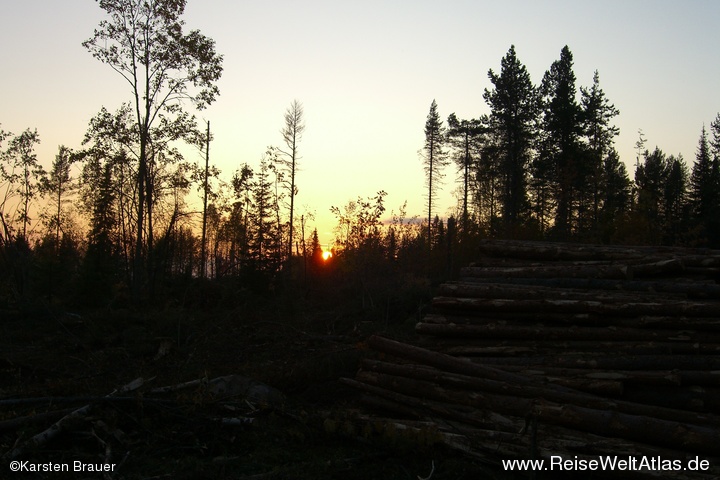 Sonnenuntergang im Wald