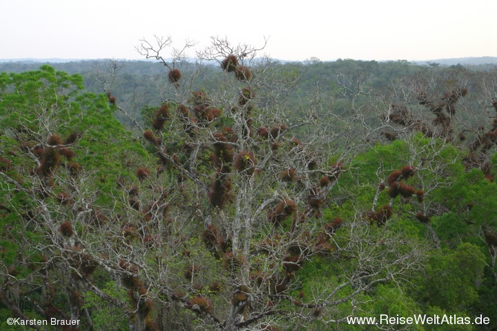 Vogelparadies