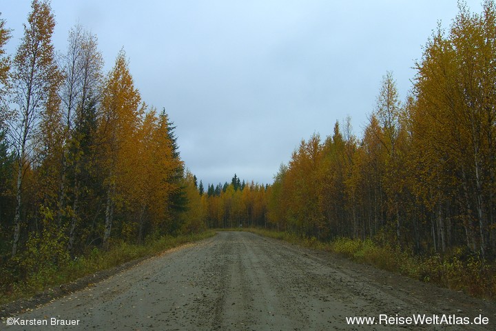 Yellow Trees