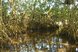 Zwischen den Mangroven