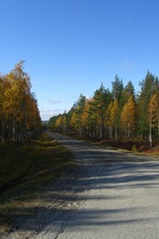 Waldweg im Mondlicht