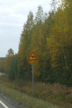 Elch 2km