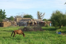 Pferd