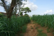 Feldweg