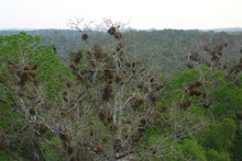 Vogelparadies