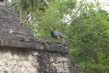 Pfauentruthuhn