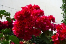 Blüten