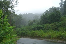 Regen im Regenwald
